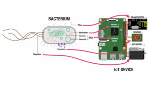 Lee más sobre el artículo Desafiando a la naturaleza: ¿Una Raspberry pi hecha a base de bacterias?