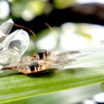 DEAnsect: El insecto robótico que sobrevive a los matamoscas