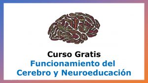 Lee más sobre el artículo Curso Gratis de Funcionamiento del Cerebro y Neuroeducación