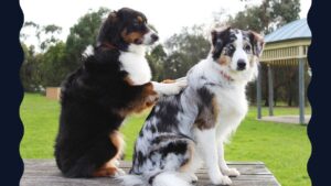Lee más sobre el artículo Aprende sobre la Salud Animal con este Curso Gratis de Emoción y Cognición Canina
