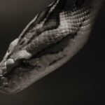 Udemy Gratis: Python práctico