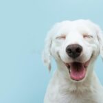 Udemy Gratis: Adiestramiento de perros para principiantes