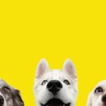 Udemy Gratis: juegos mentales para perros