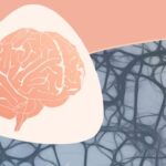 Udemy Gratis: Introducción a la neurociencia