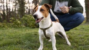 Lee más sobre el artículo ¿Cómo entrenar a tu perro en casa? Curso gratuito de adiestramiento canino en línea