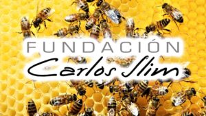 Lee más sobre el artículo Fundación Slim lanza un curso gratuito de apicultor