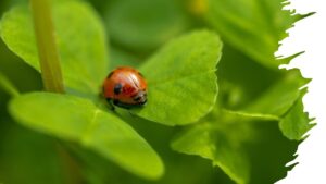 Lee más sobre el artículo ¡Llegó la oportunidad que esperabas! Esta plataforma educativa ofrece un curso de Biología totalmente GRATIS