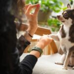 Nuevo Curso Gratuito en Udemy: “Los 3 Secretos del Éxito para Educar a Tu Perro”