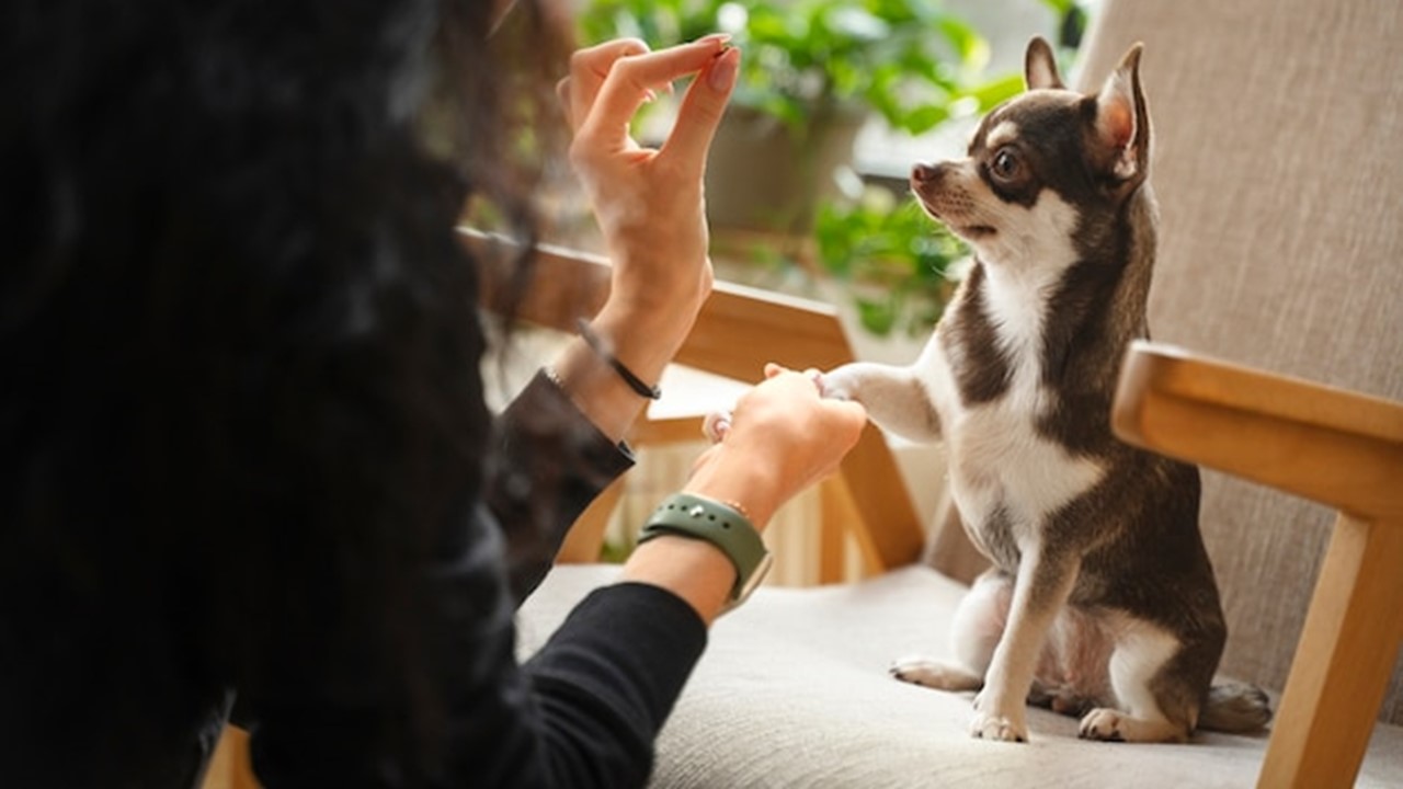 Nuevo Curso Gratuito en Udemy: "Los 3 Secretos del Éxito para Educar a Tu Perro"