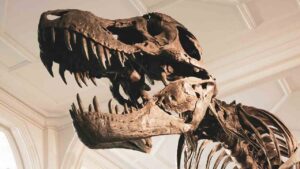 Lee más sobre el artículo Descubre los secretos de los dinosaurios con este curso gratuito de la Universidad Nacional de Córdoba