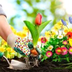 Curso gratis de jardinería en línea: Aprende todo sobre plantas y suelos