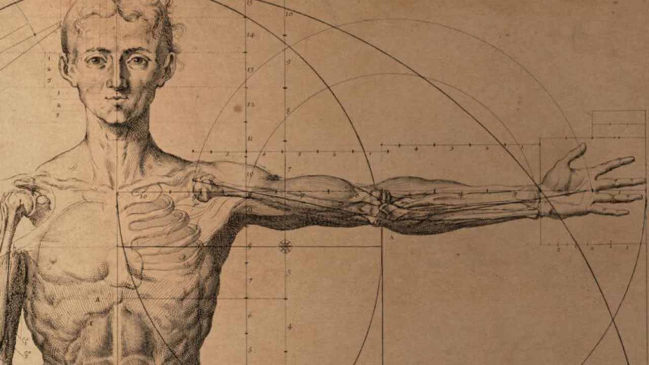 ¿Quieres aprender anatomía? La Universidad de Michigan ofrece un curso online gratuito